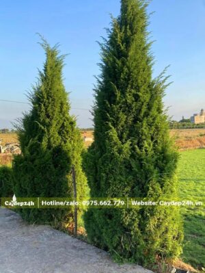 Tùng Tháp trồng ven đường