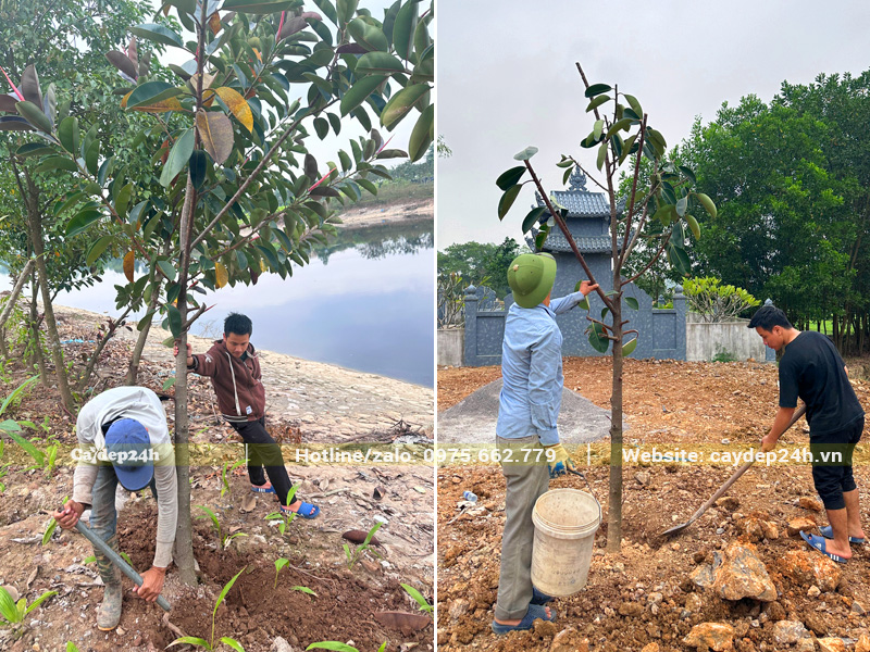 Cung cấp và thi công trồng trọn gói cây đa búp đỏ đường kính dưới 10cm