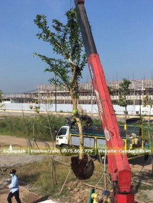 Dùng cần cẩu di chuyển cây từ thùng xe kéo đến hố trồng