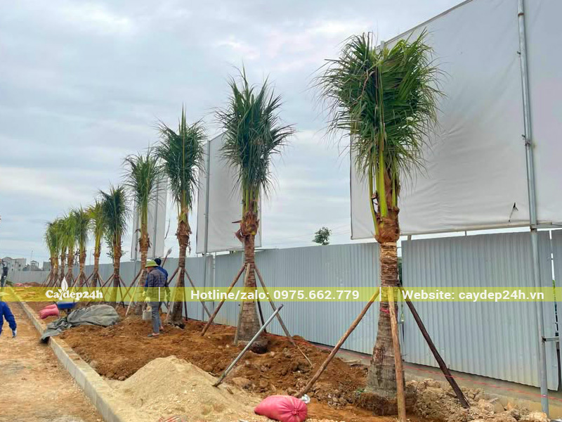 Trồng cây dừa công trình thành hàng thẳng cho khuôn viên nhà máy