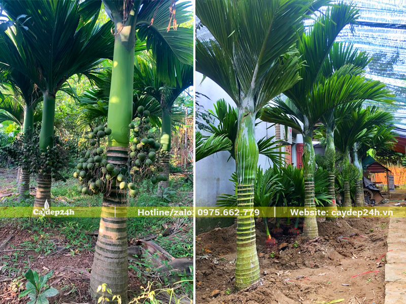 Trồng cây cau lùn lóng thân 80 - 1m, bảo hành cây sống 100%