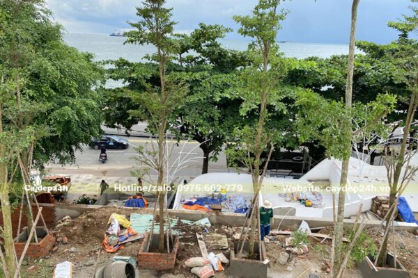 Trồng và chống cây công trình tại một quán cà phê ở Vũng Tàu