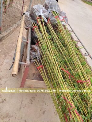 Cây trồng lâu năm, thân vô cùng cứng cáp