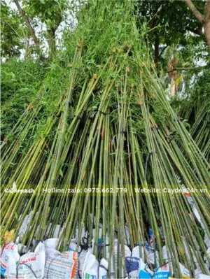 Trúc Câu Cá bó thành từng bó 5 - 10 cây dâm ủ cùng 1 bầu