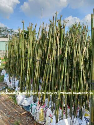 Khách hàng chọn cây tận vườn, lọc những bụi trúc có kích thước đồng đều nhau