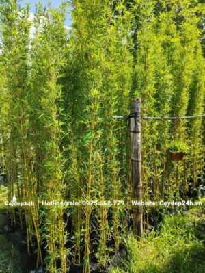 Các đốt cây có mật độ khá mau, lá mới ra tươi tốt, có màu xanh vàng nổi bật