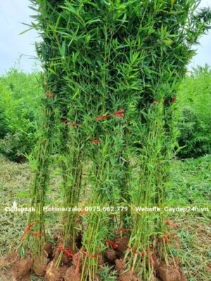 Cây mới trưởng thành có bộ lá xanh tươi mơn mởn