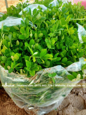 Bán cỏ lạc theo cân, đóng trong các túi nilon to