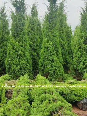 Đánh bầu thẳng hàng chục cây Tùng Tháp cao 3m