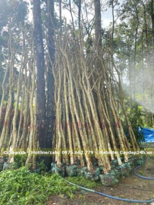 Tưới nước cho cây Bằng Lăng công trình dâm ủ, đã tỉa hết tai cành