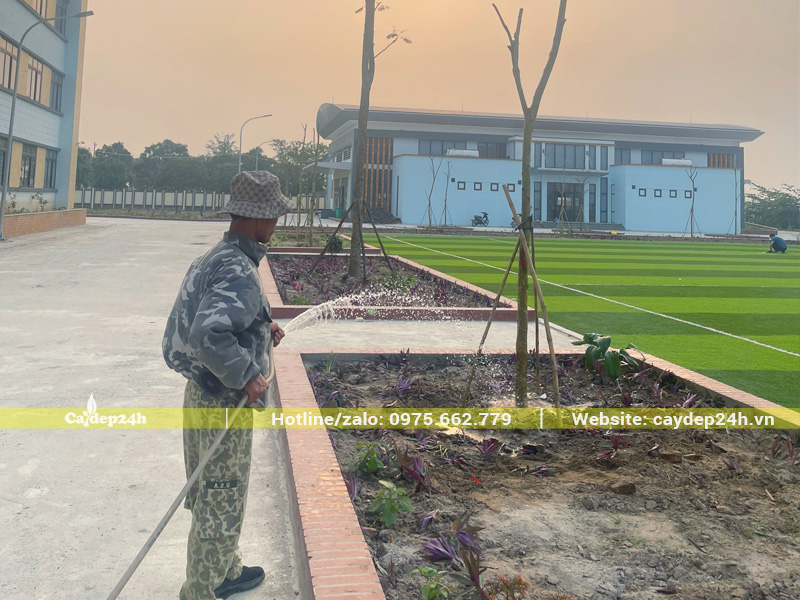 Tưới đẫm nước cho cây ngay sau khi trồng