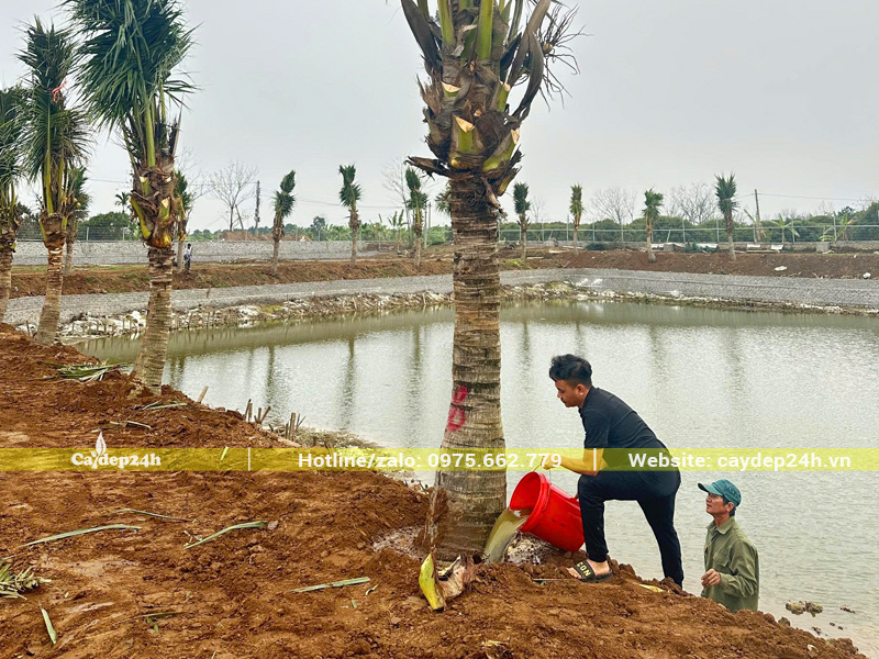 Tưới thuốc kích rễ cho cây dừa công trình trồng quanh hồ ao