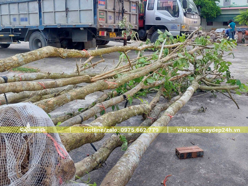 Hàng chục cây bằng lăng đánh thẳng đường kính gốc 12 - 13cm