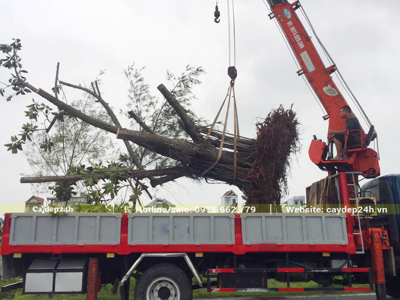 Cần cẩu tự hành đang đưa cây lên thùng xe
