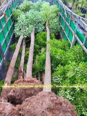50 cây long não vanh 50 - 60cm được xếp lên thùng xe đầu kéo