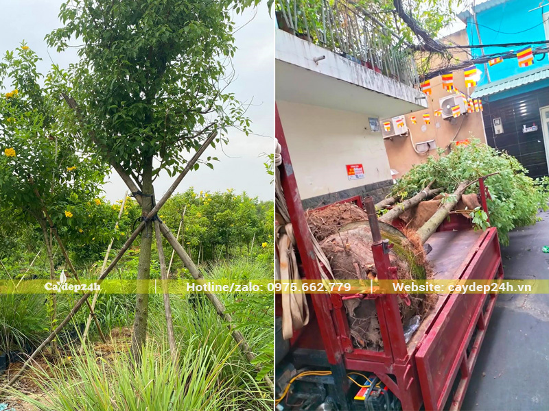 Vận chuyển đưa cây long não công trình vào trồng tại các ngõ phố nhỏ