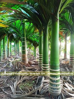 Vườn cau được trồng và nuôi dưỡng từ nhỏ, lộ thân khoảng 40 - 50cm