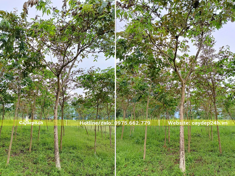 Vườn nuôi trồng cây bằng lăng từ bé, đường kính gốc đạt khoảng 10cm