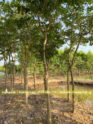 Vườn nuôi trồng cây bằng lăng tím đường kính gốc 8cm