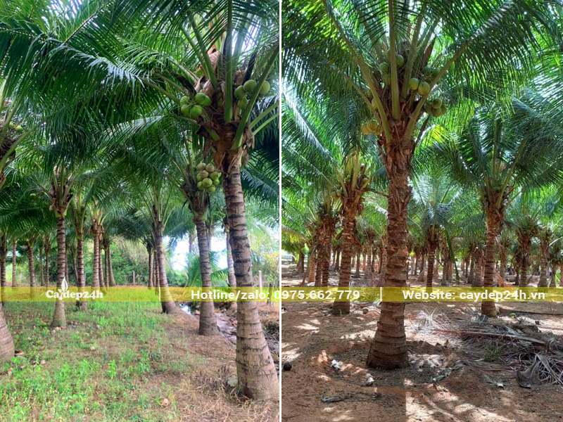 Hàng nghìn cây dừa công trình bứng thẳng tại vườn trồng ở Bến Tre