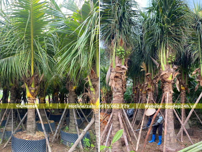 Kích thước cây dừa công trình tầm thấp, chiều cao lóng thân khoảng 1 - 2m