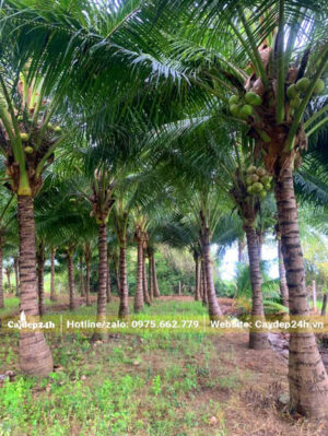 Những hàng dừa thẳng tắp, lóng thân cao đồng đều khoảng 3m
