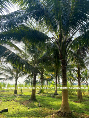 Vườn cây dừa công trình tuyển chọn siêu đẹp, lóng thân cao 3 - 3.5m