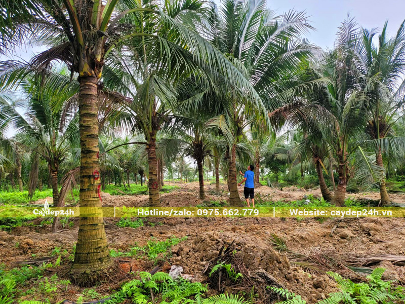 Vườn nuôi trồng cây dừa xiêm xanh công trình, lóng thân cao 3m