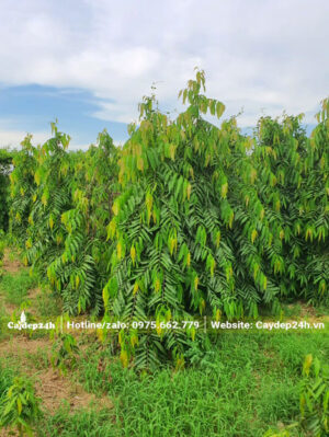 Vườn trồng và chăm sóc cây Hòng Nam từ nhỏ, số lượng hàng nghìn gốc, chiều cao khoảng 2 - 2,5m