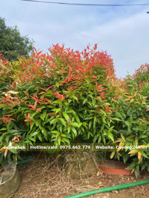 Hồng Lộc chưa tỉa tán