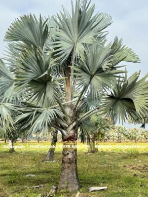 Bộ lá cây Kè Bạc vươn hướng lên trời, cũng phân bố và tỏa đều xung quanh