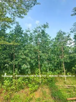 Vườn Kim Giao đã lớn, cao 3m, đk gốc từ 4 - 8cm