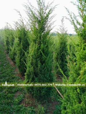 Tùng Tháp mới trưởng thành, đang ra cành non mơn mởn