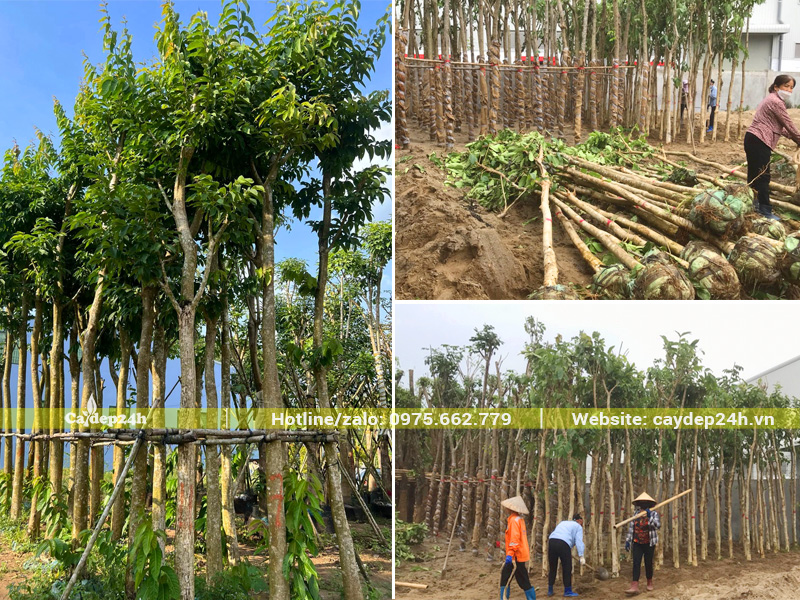 Tiến hành dưỡng ủ cây bằng lăng công trình đường kính gốc 10cm