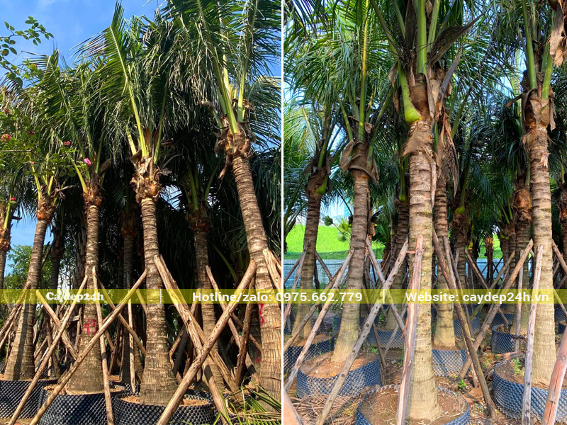 Dưỡng ủ số lượng lớn cây dừa công trình lóng thân cao 3 - 4m