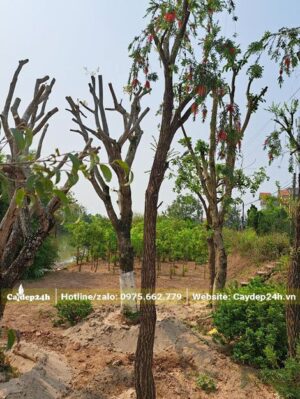 Cây hoa Liễu Đỏ dâm ủ, đã tỉa bỏ tai cành giúp trẻ hóa cây