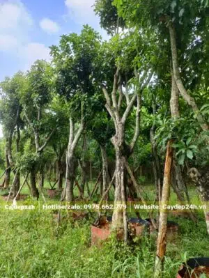 Trong vườn dâm ủ các cây Lộc Vừng được sắp xếp khoảng cách hợp lý, dưỡng trong bầu đất nổi