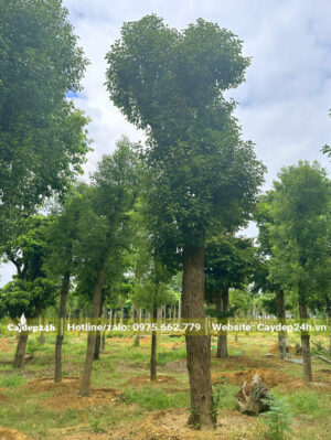 Long Não lâu năm đã dâm ủ, chiều cao 5m