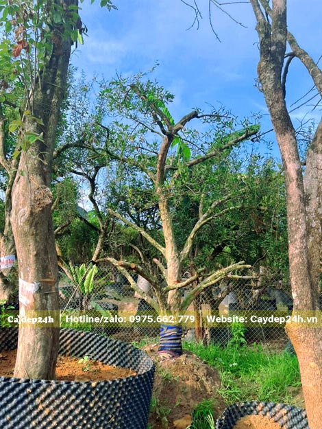 Vườn dưỡng cây Lựu công trình cao hơn 2m, tay cành tỉa đẹp