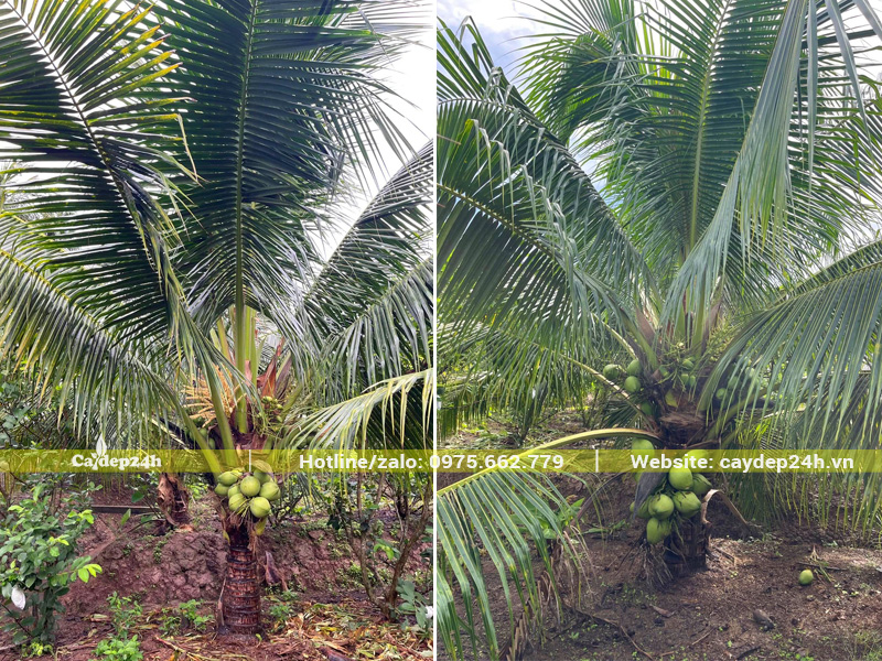 Vườn cây dừa lóng thân cao 1m