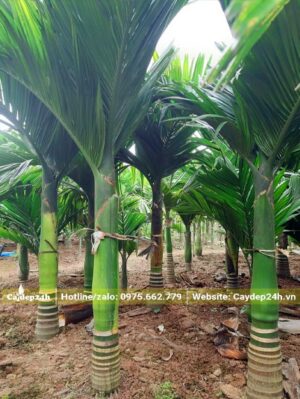 Cau Lùn lâu năm kích thước đa dạng, đều đã đến tuổi ra hoa kết trái