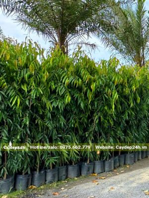 Vườn dưỡng số lượng lớn cây Hoàng Nam trong bầu, chiều cao 1,5 - 1,6m