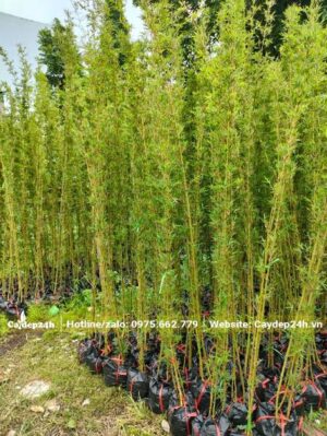 Trúc Quân Tử trồng sẵn trong bầu, mỗi bầu có 3 - 5 thân