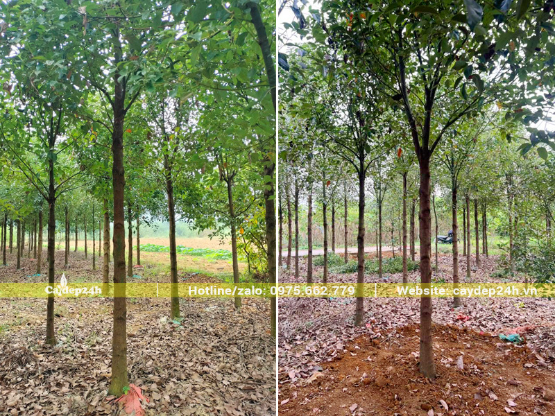Vườn trồng thâm canh cây long não để khai thác cho công trình