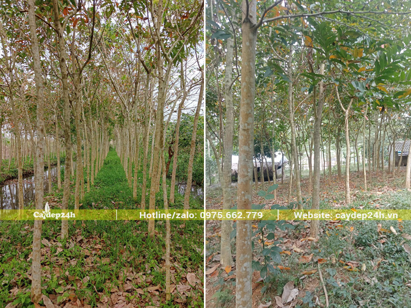Vườn cây bằng lăng tím đường kính gốc khoảng 10cm