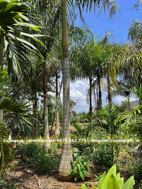 Vườn Cau Bụng Đài Loan, đường kính gốc 20 - 25cm