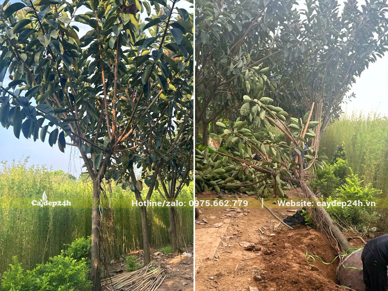 Vườn nuôi trồng Đa Búp Đỏ công trình, hàng tuyển đẹp, đường kính gốc 15cm trở lên