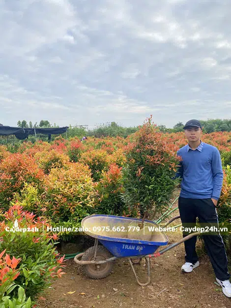 Chọn Hồng Lộc co 1m (tính cả bầu) cho khách hàng