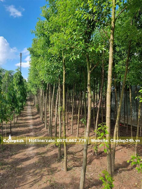 Vườn chuyên canh cây Long Não công trình, chiều cao khoảng 4m, đường kính gốc 5cm