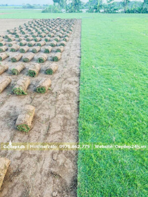 Vài mẫu cỏ Nhung Nhật tại Thái Bình